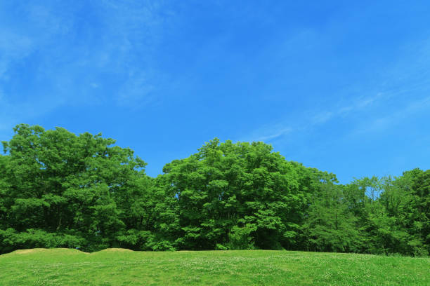 istock Summer grass, blue sky, clouds and green trees 1250460666