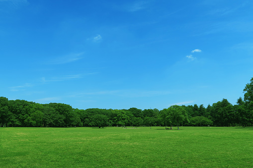 Summer grass, blue sky, clouds and green trees