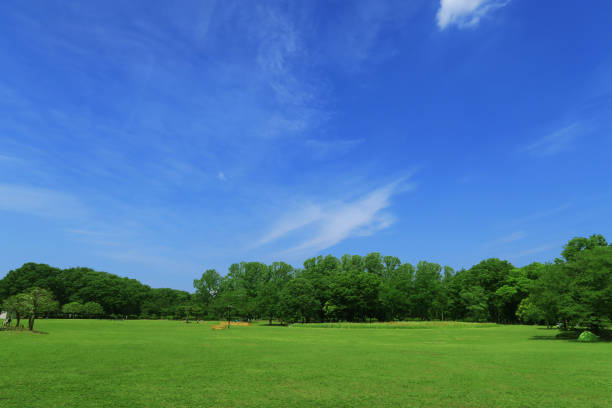 istock Summer grass, blue sky, clouds and green trees 1250460793
