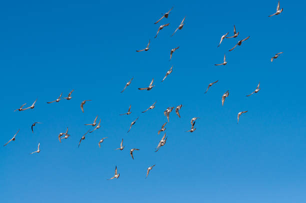 A flock of pigeon flying in blue sky. motion blur