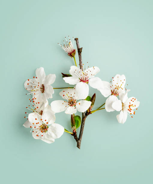 istock Cherry blossom, white sakura spring flowers 1250462073