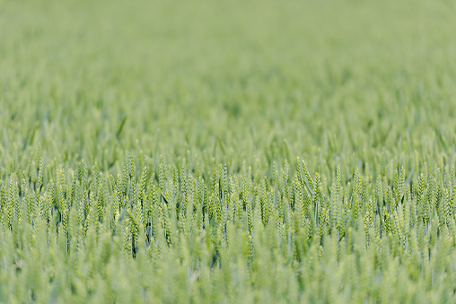Fullframe shot of young growing wheaton pure plantation field