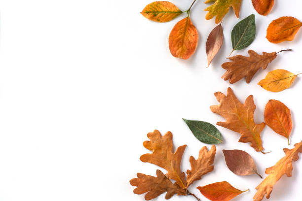 istock Autumn border frame made of dried leaves on a white background. 1250464888