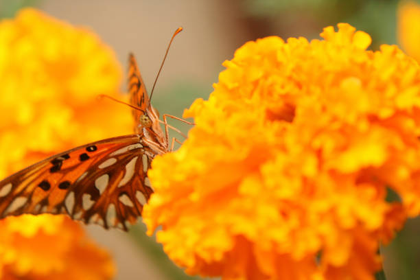 Butterfly on a yellow flower.