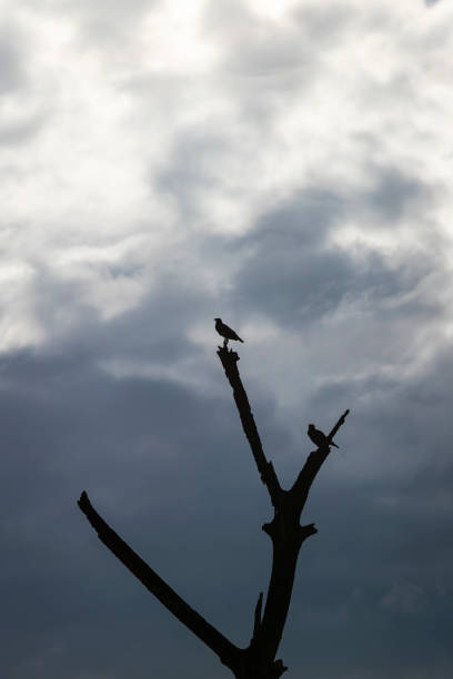 istock birds standing on dry tree stump with storm cloud 1250465050