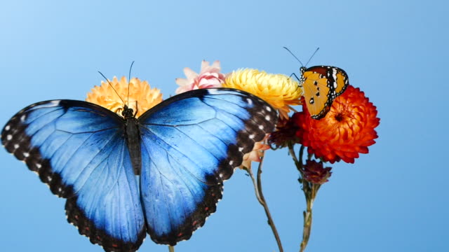 Blue morpho butterfly and yellow tiger butterfly on flowers