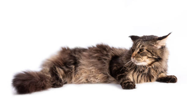 istock Closeup of fluffy cat lying isolated 1250465219