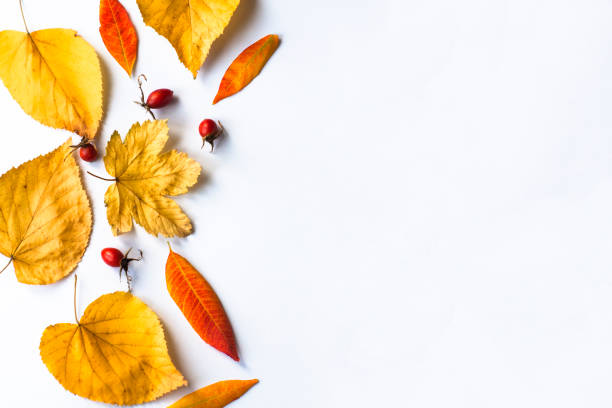 istock Autumn frame border made of yellow fallen leaves 1250465254