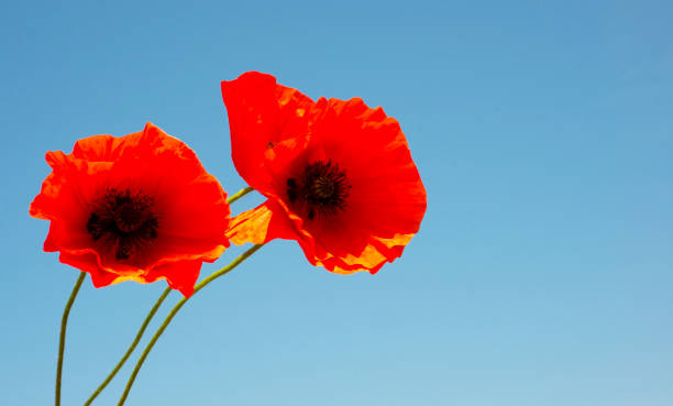 coquelicots écarlates sur un fond de ciel bleu. wildflowers. bannière. copier l’espace pour le texte. - flower red poppy sky photos et images de collection