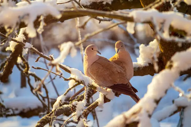 A pair of a collared doves on branch of snowy tree in winter