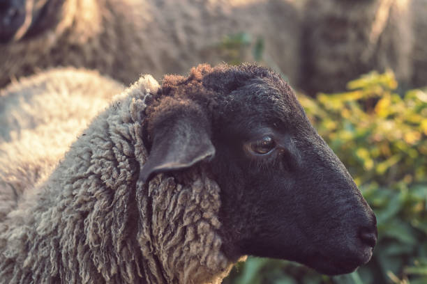 istock sheep on pasture - close up view of sheep 1250466690