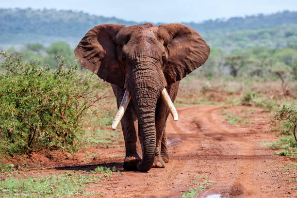 elefantenbulle zu fuß in südafrika - afrikanischer elefant stock-fotos und bilder