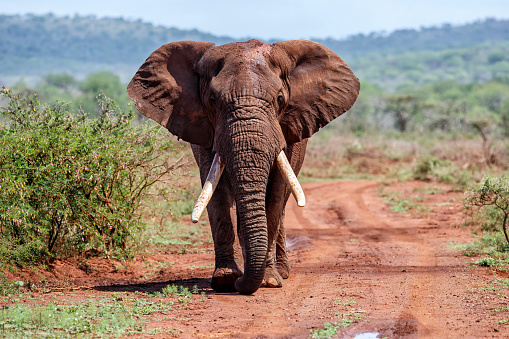 Elefante caminando toro en Sudáfrica photo