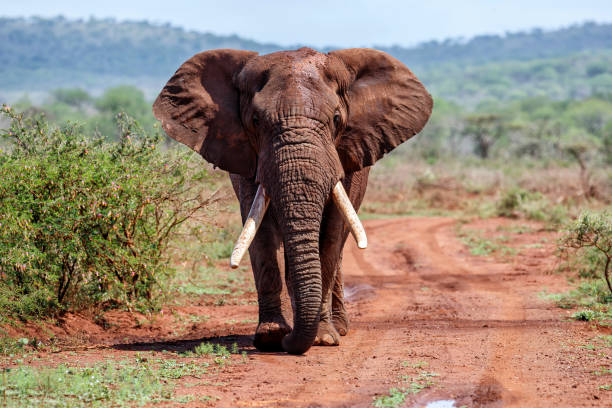 Elephant bull walking in South Africa Close encounter with an Elephant bull walking in Zimanga Game Reserve in Kwa Zulu Natal in South Africa african elephant stock pictures, royalty-free photos & images