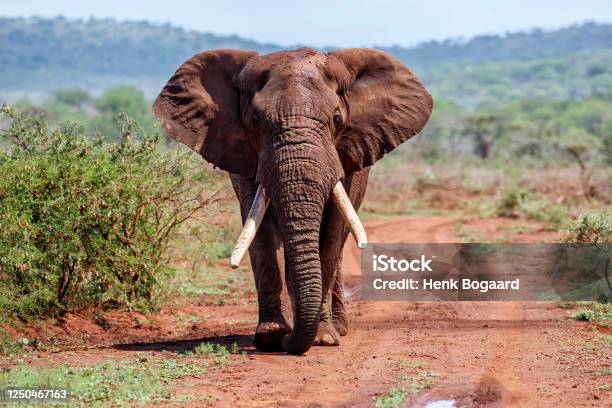 Elephant Bull Walking In South Africa Stock Photo - Download Image Now - African Elephant, Bull - Animal, Elephant