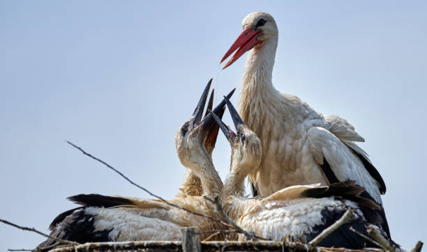 istock Young white storks (Ciconia ciconia) beg for food in the nest 1250467286