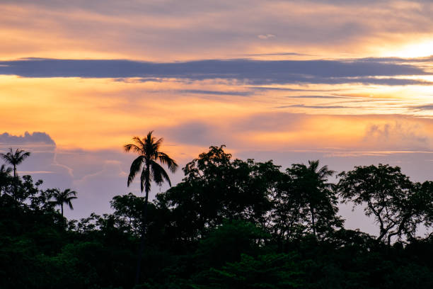 istock Silhouette of forest with palm trees on beach at sunset 1250467361