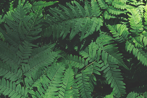 Beautiful ferns leaves green foliage. Close up of beautiful growing ferns in forest or park. Rainforest jungle landscape. Green plants nature wallpaper. Organic nature background.