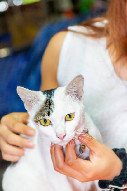 istock One cat is playing with the owner. 1250468245