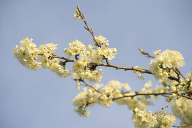 istock Blooming cherry tree twigs against clear blue sky 1250468526