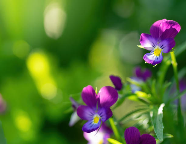 istock Purple violet flowers close-up. 1250468943