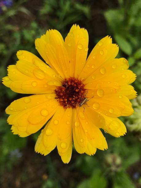 istock Yellow shiny marigold flower with raindrops and a tiny green grasshopper 1250469712