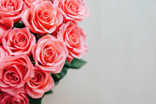 piękne pęczek świeżych różowych róż w pełnym rozkwicie na białym tle, z bliska. bukiet kwiatów. kopiuj miejsce. widok z góry, płaski lay. walentynki lub dzień matki, koncepcja miłości. - longstocking zdjęcia i obrazy z banku zdjęć