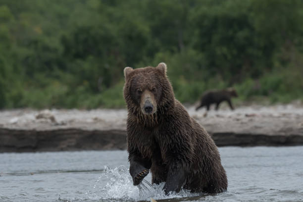 istock Brown bear in water, Kamchatka, Russia. 1250470802