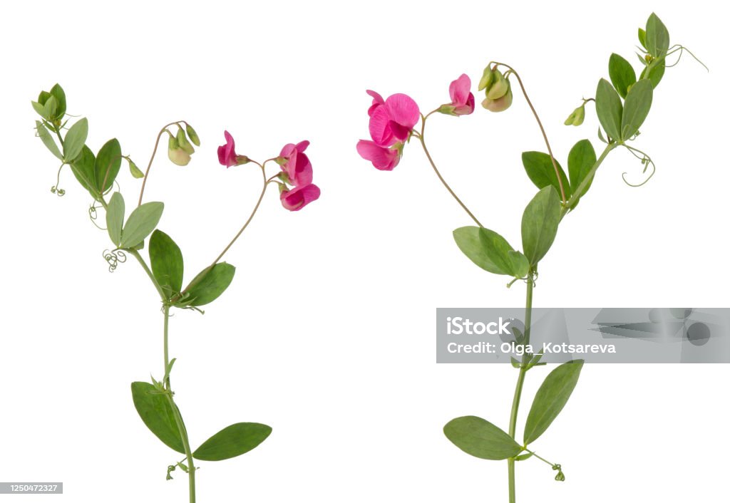 Flores Rosas De Guisantes Silvestres En Tallo Con Hojas Verdes Aisladas  Sobre Fondo Blanco Foto de stock y más banco de imágenes de Guisante de olor  - iStock