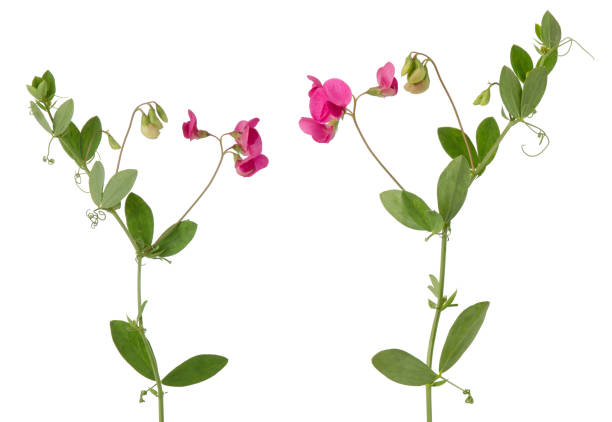flores rosas de guisantes silvestres en tallo con hojas verdes aisladas sobre fondo blanco - pea flower fotografías e imágenes de stock