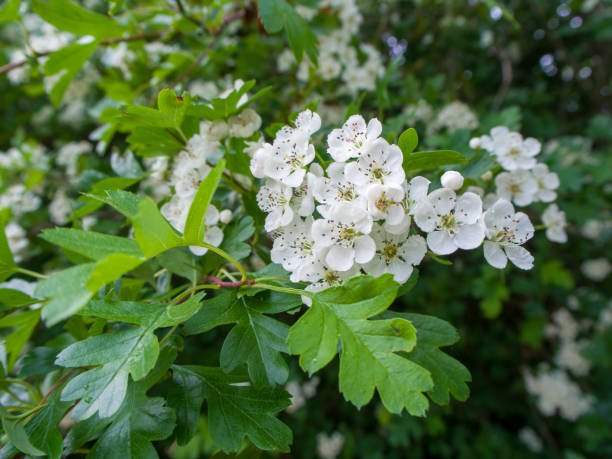 Hawthorn hedgerow plant A hawthorn hedgerow plant in full flower during the spring season hawthorn stock pictures, royalty-free photos & images