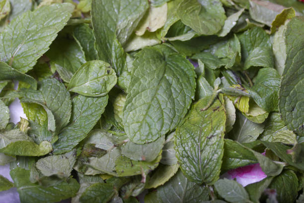 Mint for biscuit roll with spinach and mint. Stuffed with strawberries. Ingredients for cooking.