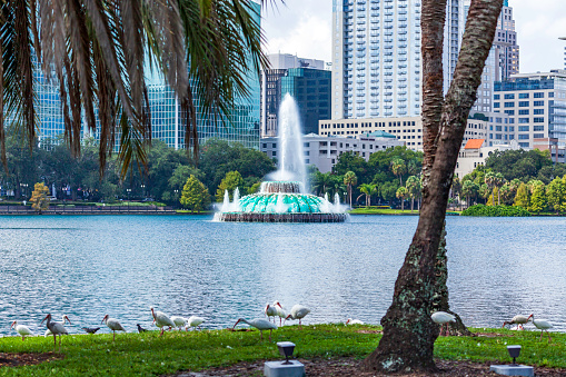 Lake Eola in downtown Orlando, Florida is surrounded by High Rise office buildings and featues a fountain in the center and many birds enjoying the grassy areas of this city park.