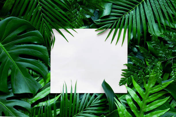 istock tropical green leaves and palms with white paper note frame 1250476742
