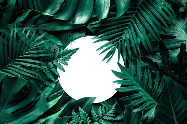 istock tropical green leaves and palms with white paper note frame 1250476758