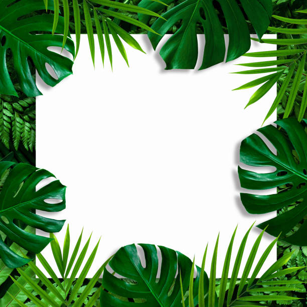 istock tropical green leaves and palms with white paper note frame 1250476765