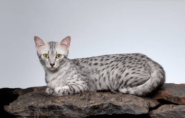 istock Egyptian Mau cat female cat 1250476831