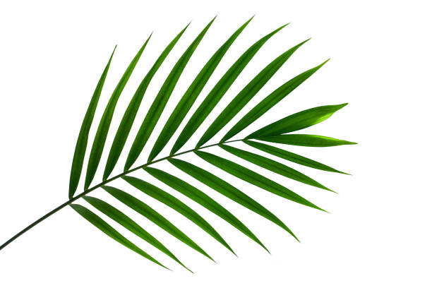 흰색 배경에 고립 된 녹색 코코넛 잎 - palm leaf leaf palm tree frond 뉴스 사진 이미지