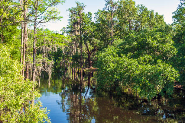 istock Under a clear blue sky on a warm spring morning we saw these beautiful  Cypress Tree reflections on Shingle Creek in Kissimmee, Florida 1250477808