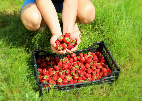 Ripe fresh strawberries in the hands of the farmer and in a plastic black basket after harvesting sweet red berries.