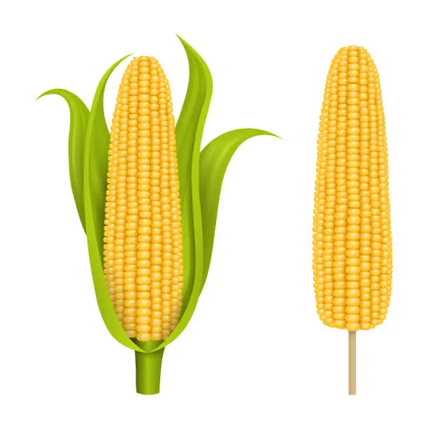 Vector illustration of isolated corn cobs