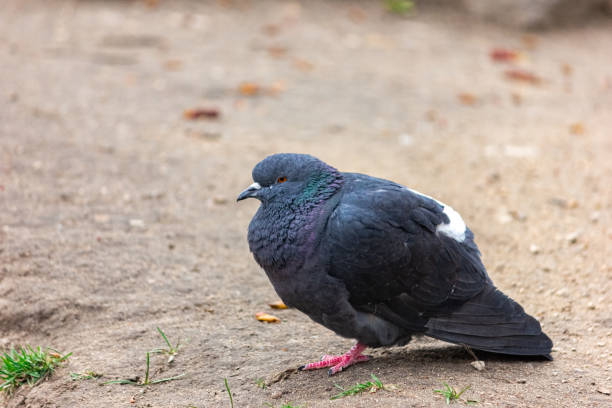 istock Disheveled gray pigeon close-up. 1250480836