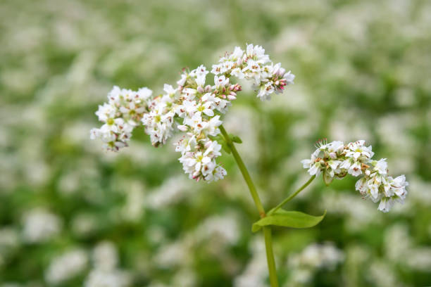 istock buckwheat flowers white field closeup 1250481118