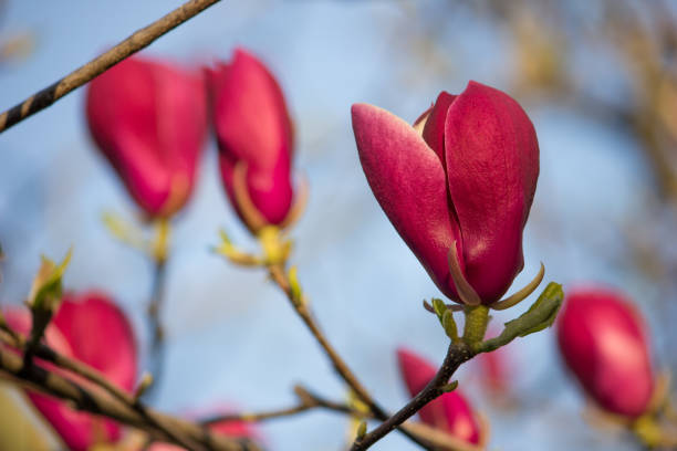 istock Pink magnolia closeup on a branch. Flower buds. 1250481126