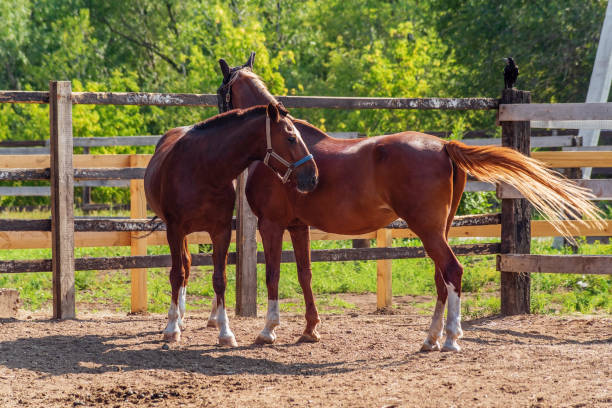 istock Two bay horses in a summer paddock amid green foliage 1250482572