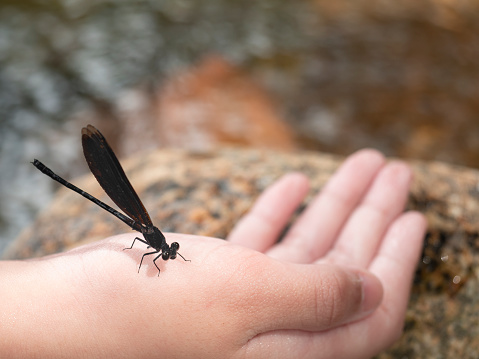 a dragon fly sitting on a women hand