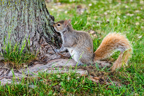 Squirrel in the city park