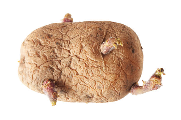 potato-with-sprouts-isolated-on-a-white-background.jpg