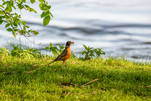 Robin on grass by the river