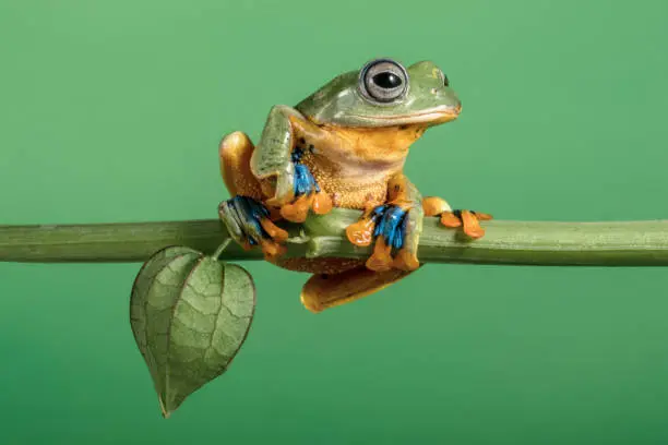 Wallace flying Frog in branch